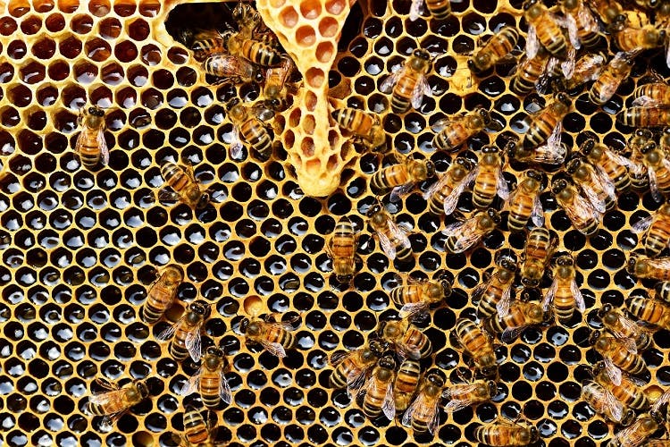 The Monofloral Honey of Mieli Thun