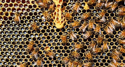 The Monofloral Honey of Mieli Thun