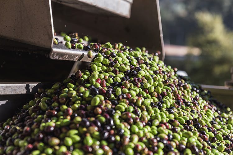 olives in the production facility 