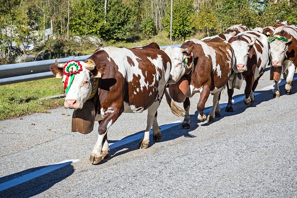 Cows in Valle d'Aosta