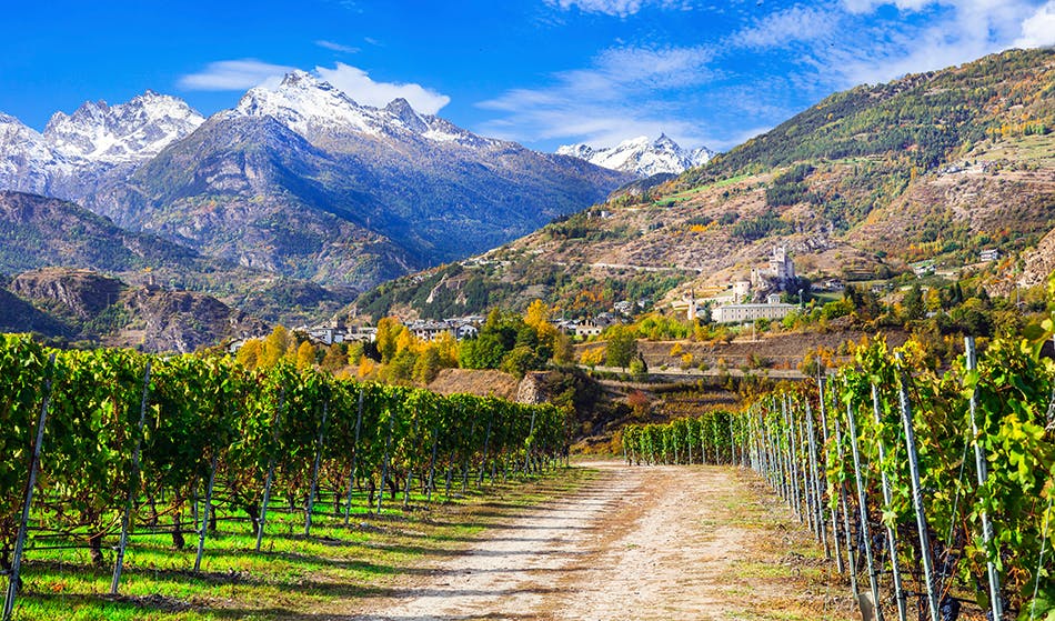 Grape vines in Valle d'Aosta