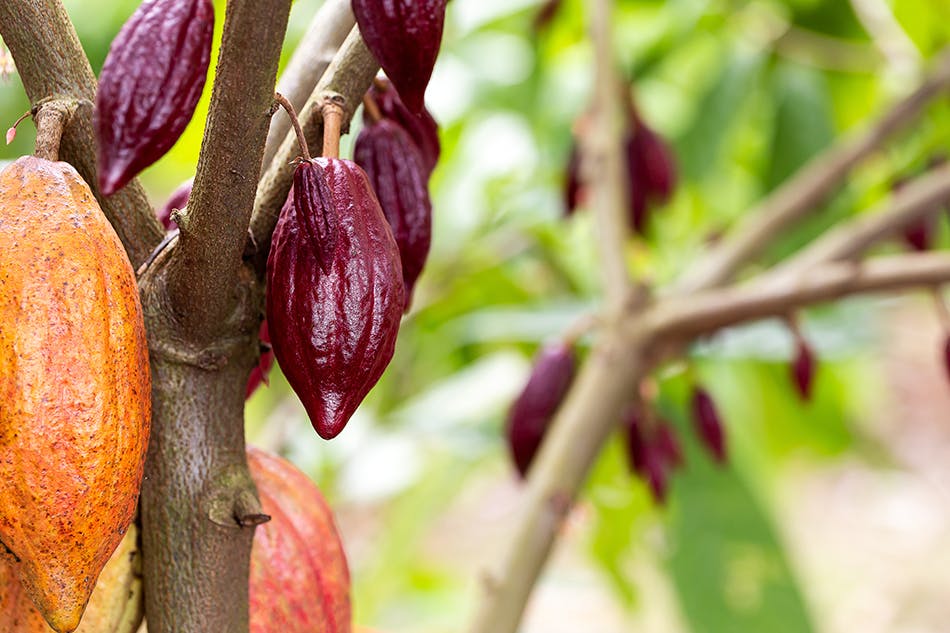 Ripe cocoa pods on a tree