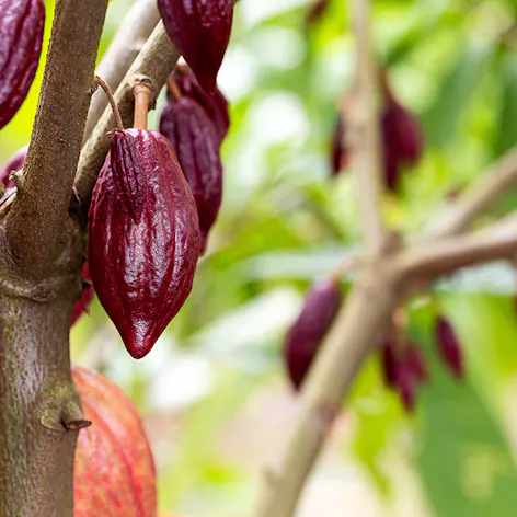 Ripe cocoa pods on a tree