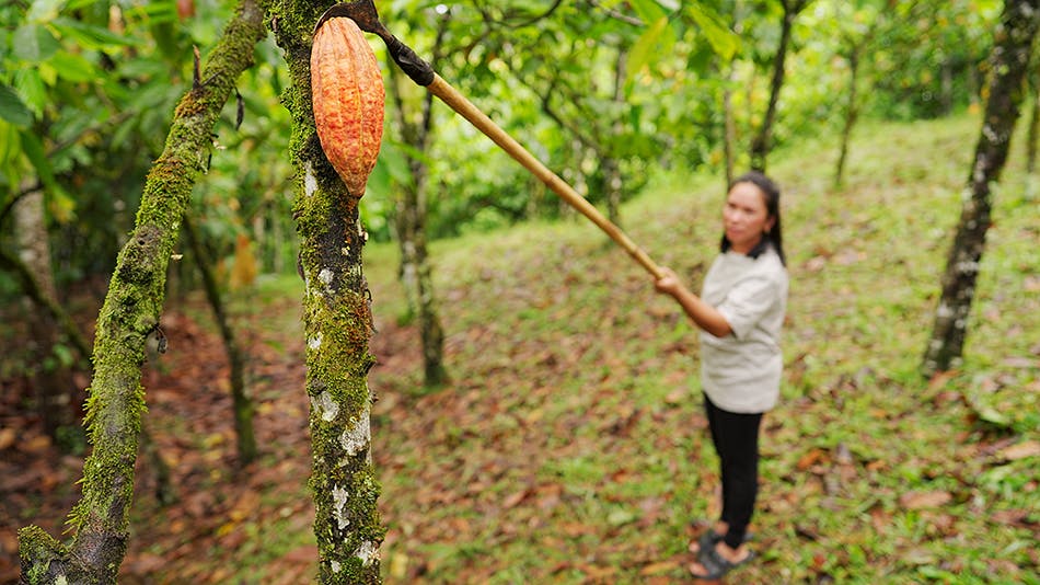 Harvesting cocoa pods