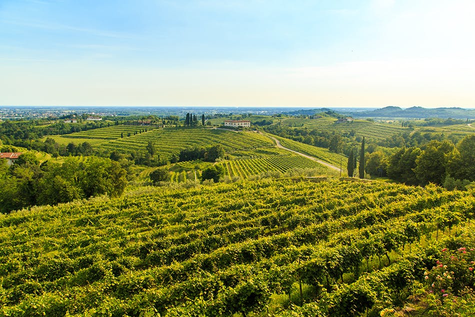 Grape vines in Rosazzo, Friuli Venezia Giulia