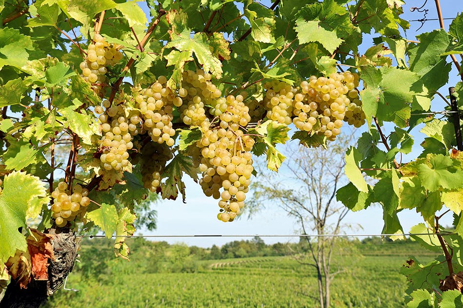 Ripe Ribolla Gialla grapes in Friuli Venezia Giulia
