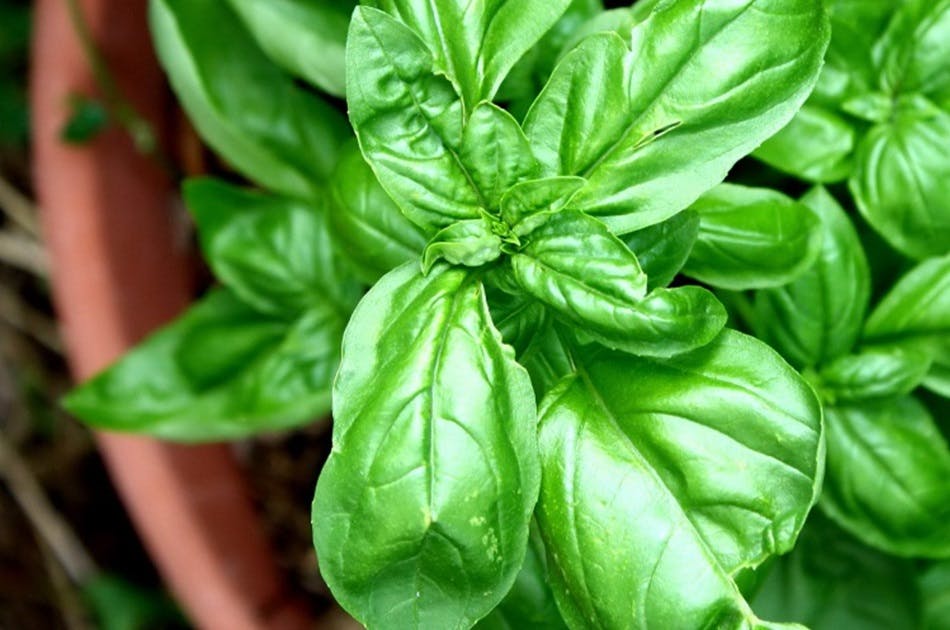 Bunch of basil