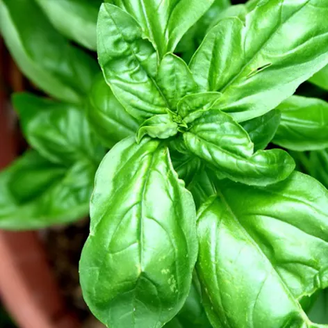Bunch of basil