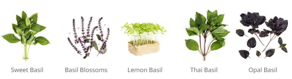 Five varieties of basil