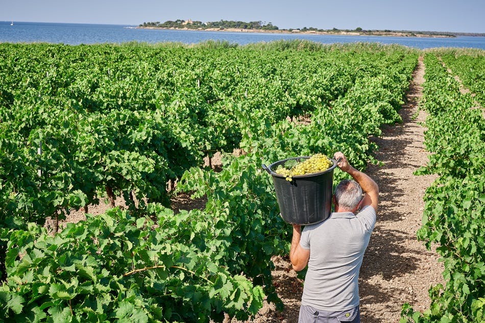 A photo from the Florio Marsala harvest