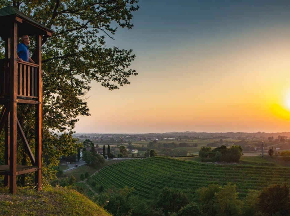 Silvio Jermann looking over his vineyards