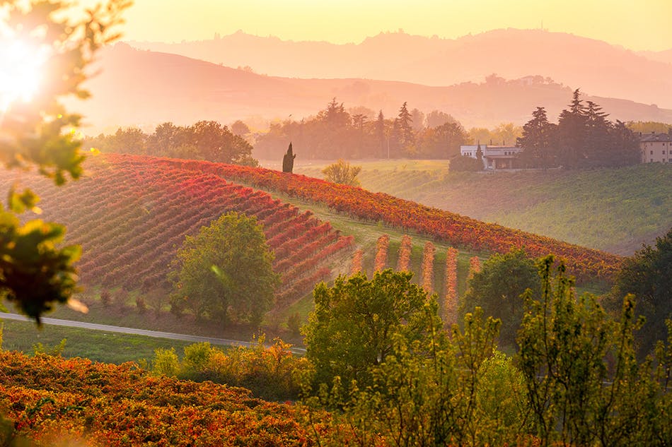 Vineyards in Autumn