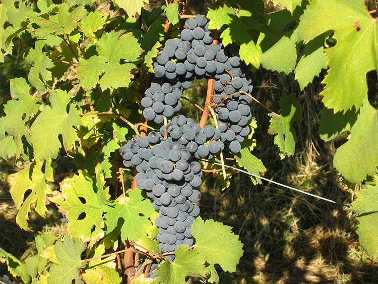 Nino Negri: a Mountain Nebbiolo from the Heart of Valtellina