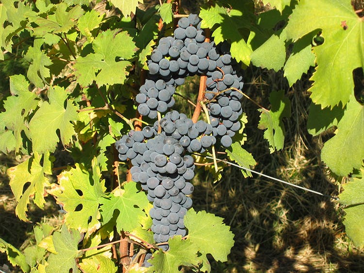 Nino Negri grapes