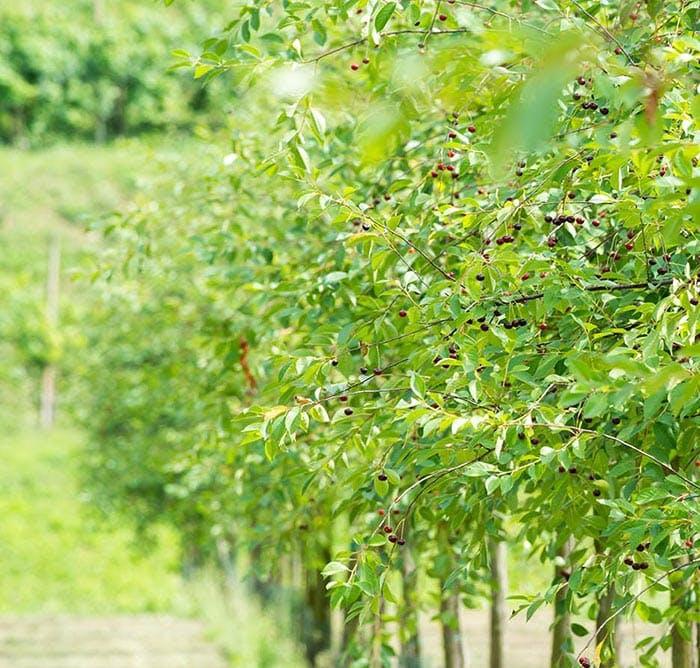 Luxardo Marasca Orchards