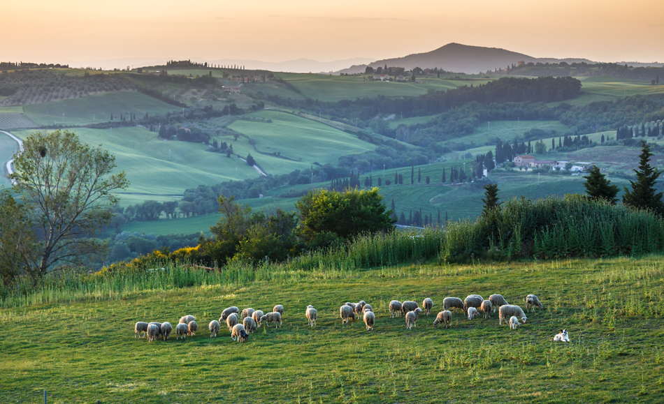 Tuscan Sheep