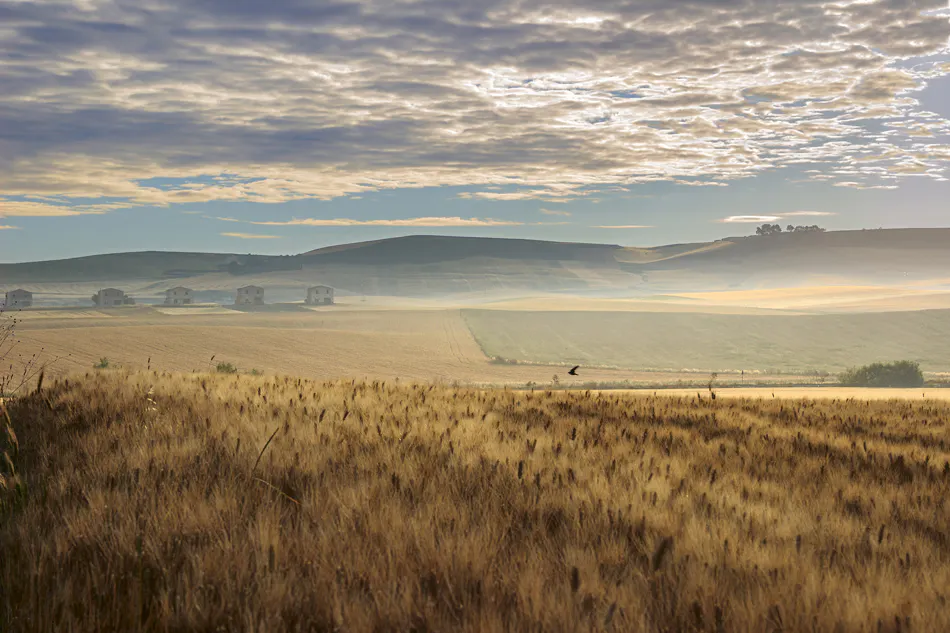 Altamura Wheat with Altamura Distilleries
