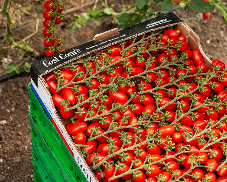  Così Com’è tomato production 
