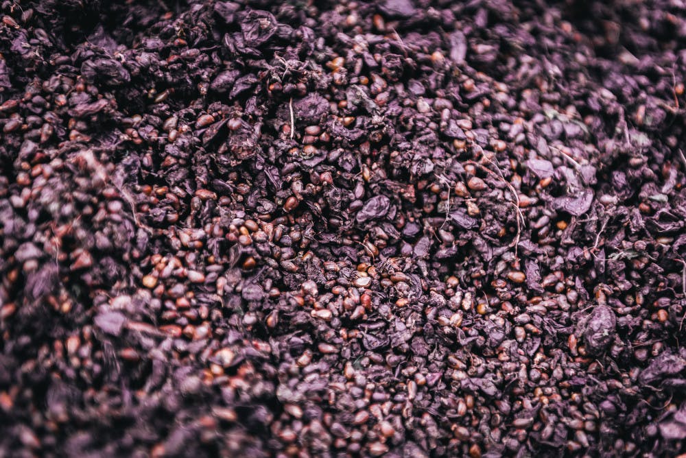 Pomace to produce grappa