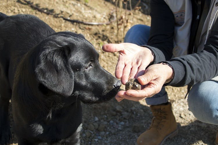 Truffle for Dog Training Fake Reproduction Egg for Essential Oil 