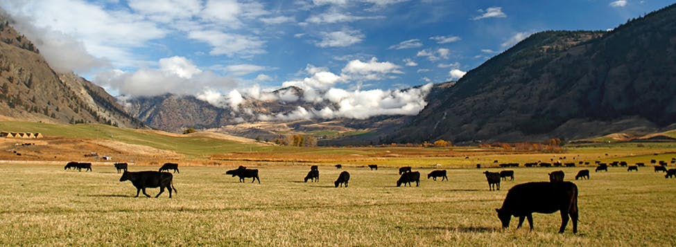 Snake River Farms