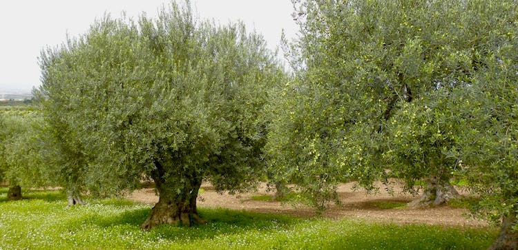 Olive trees
