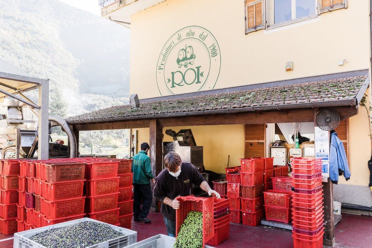 roi olive oil production facility in italy
