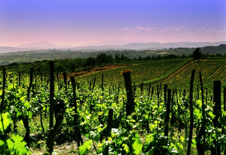 San Felice Wine Estates Transport You to Rolling Hills of Tuscany