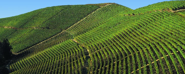 Fontanafredda vineyards