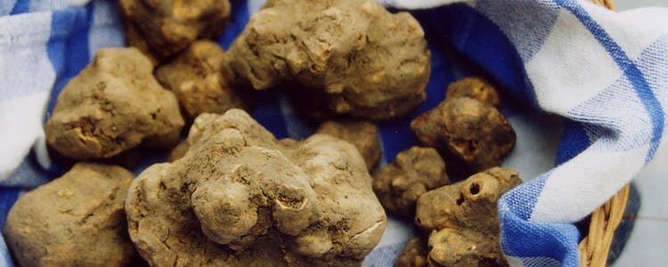 White truffle