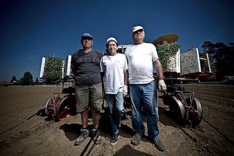 Mutti tomatoes producers