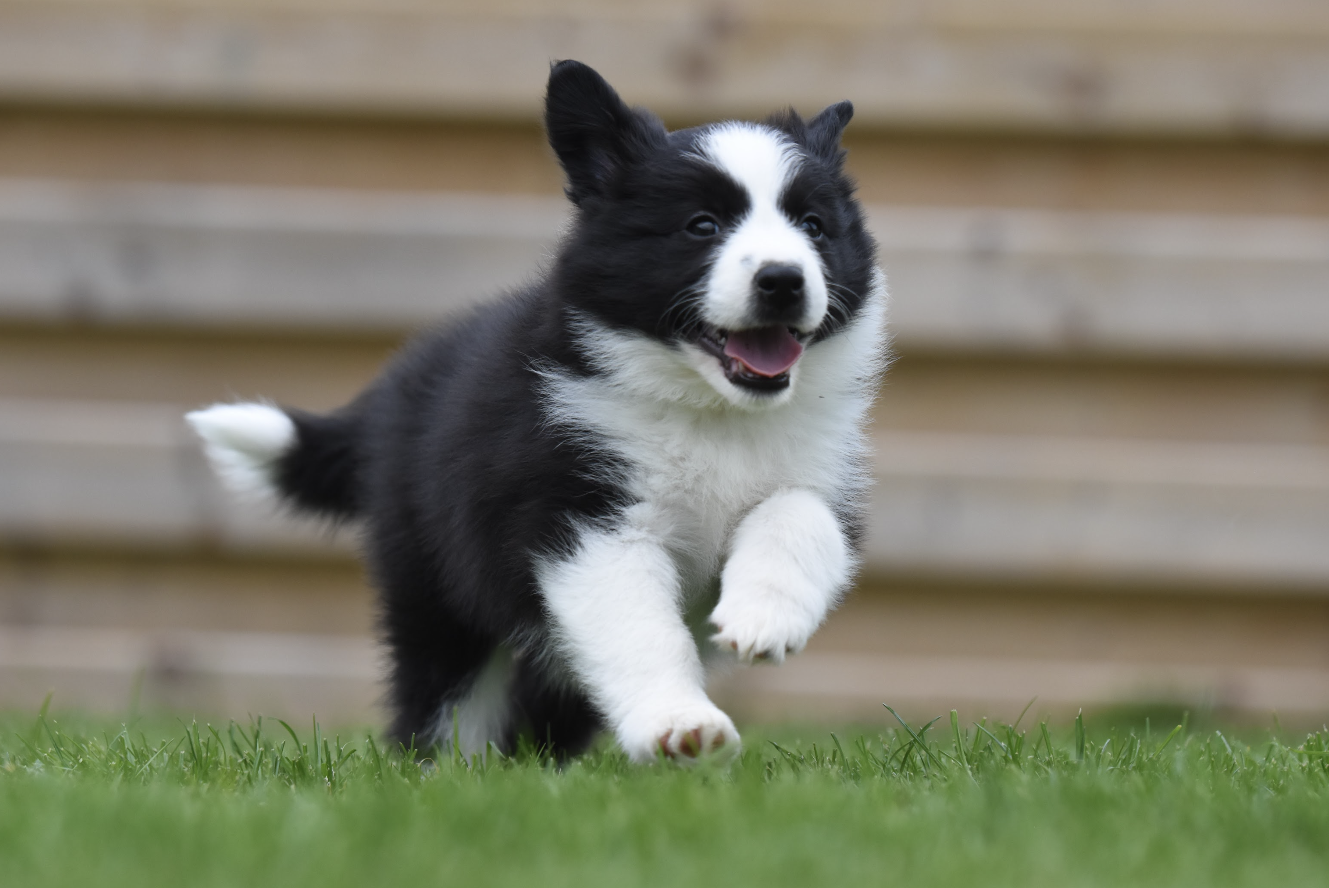 Running Echo as a puppy