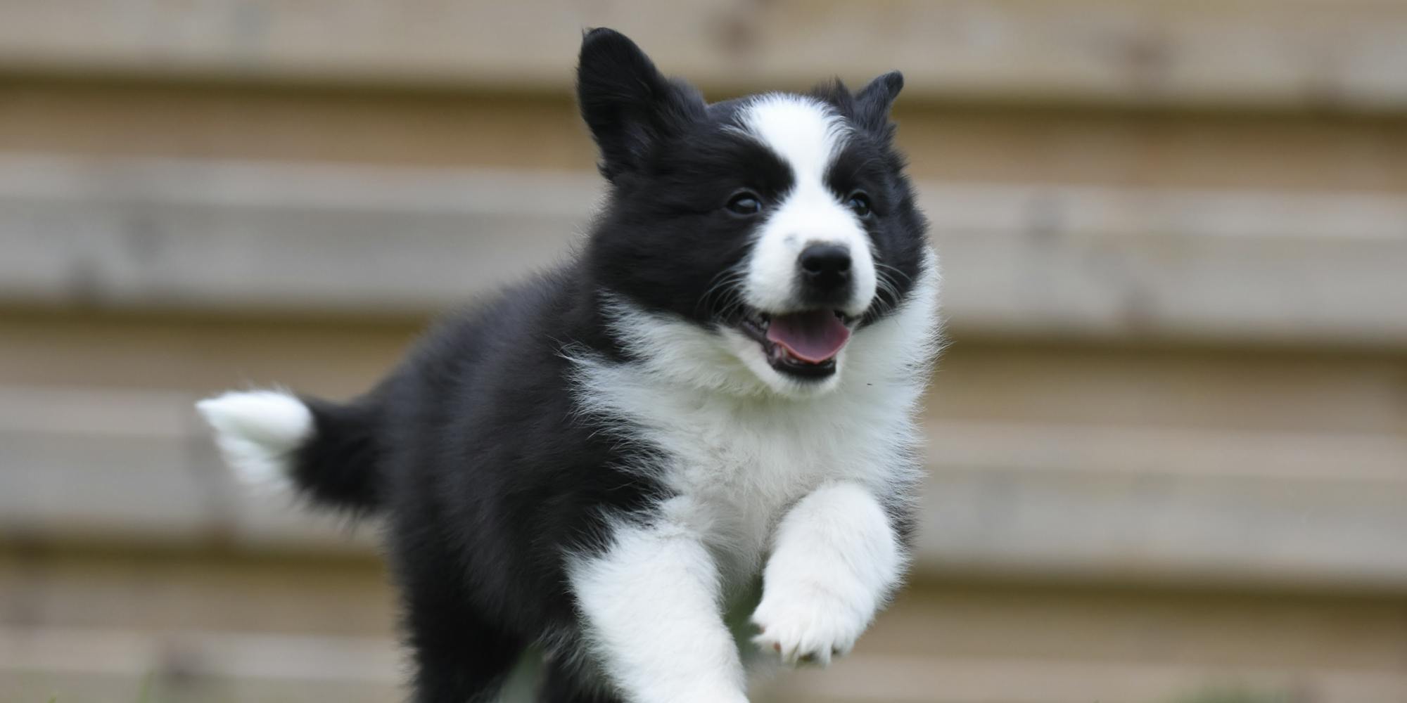 Rondlopende Echo als pup