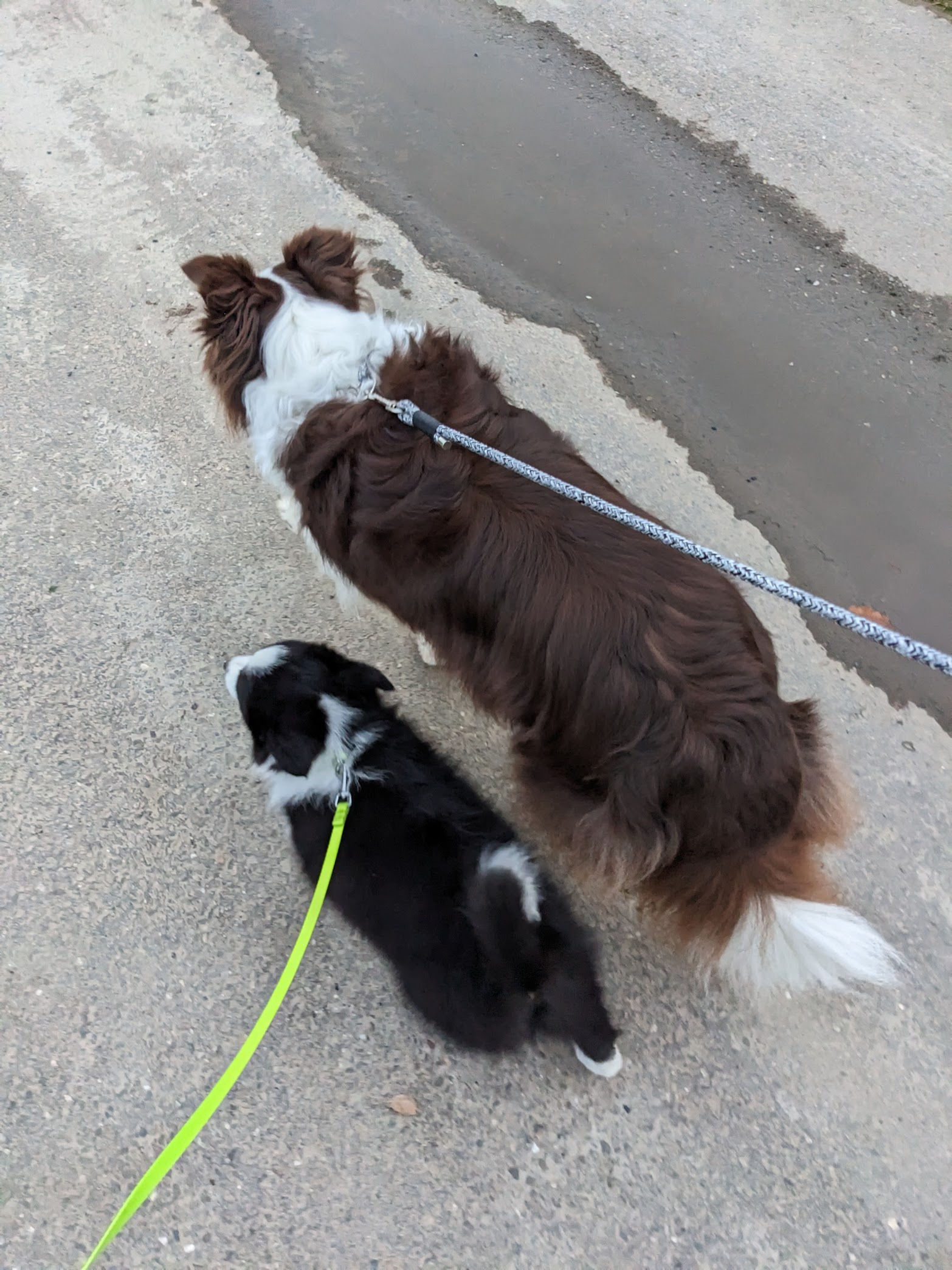 Kleine puppy Echo aan het wandelen samen met Missy