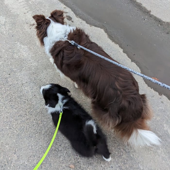 Kleine puppy Echo aan het wandelen samen met Missy