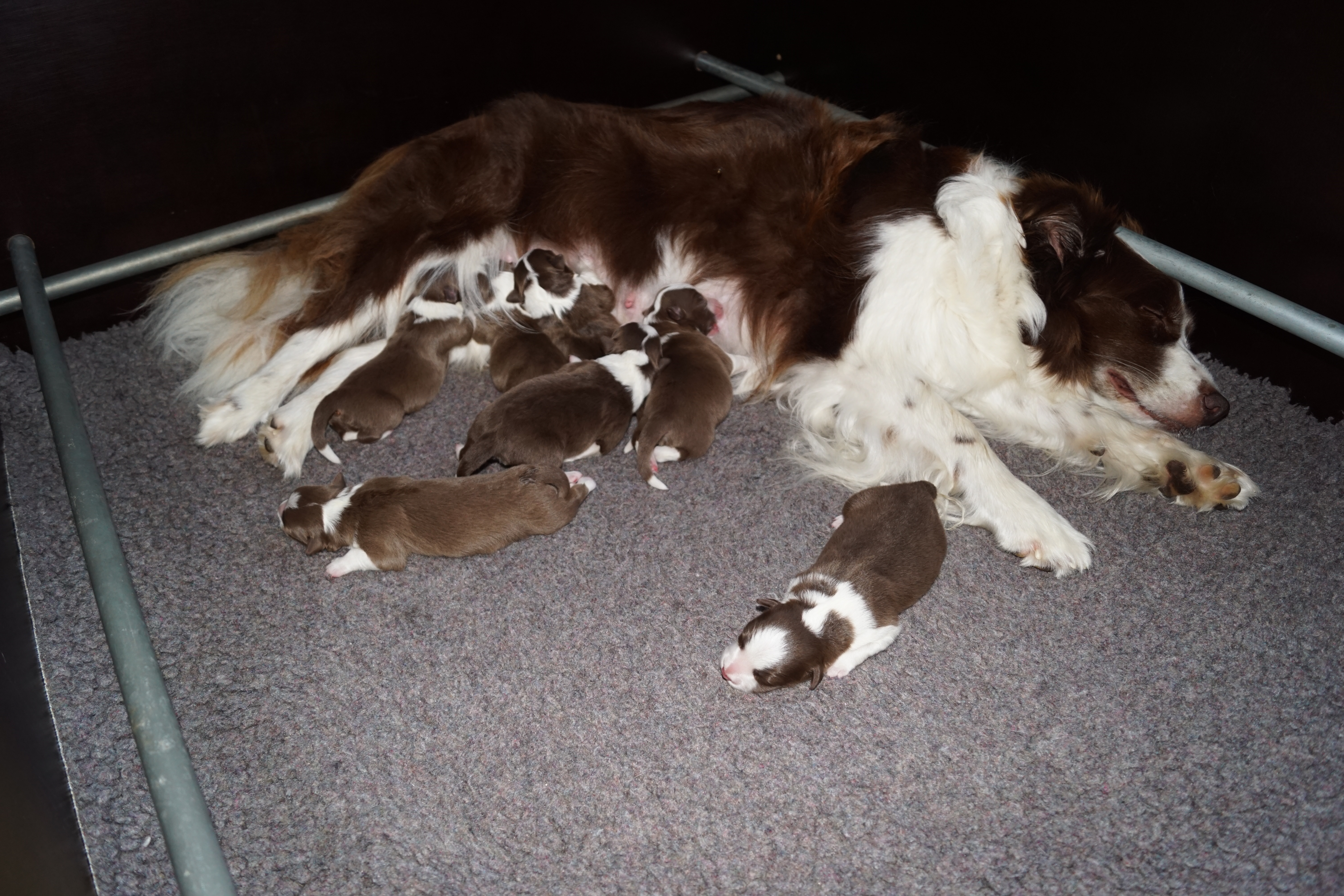 Missy aan het slapen met haar puppy's