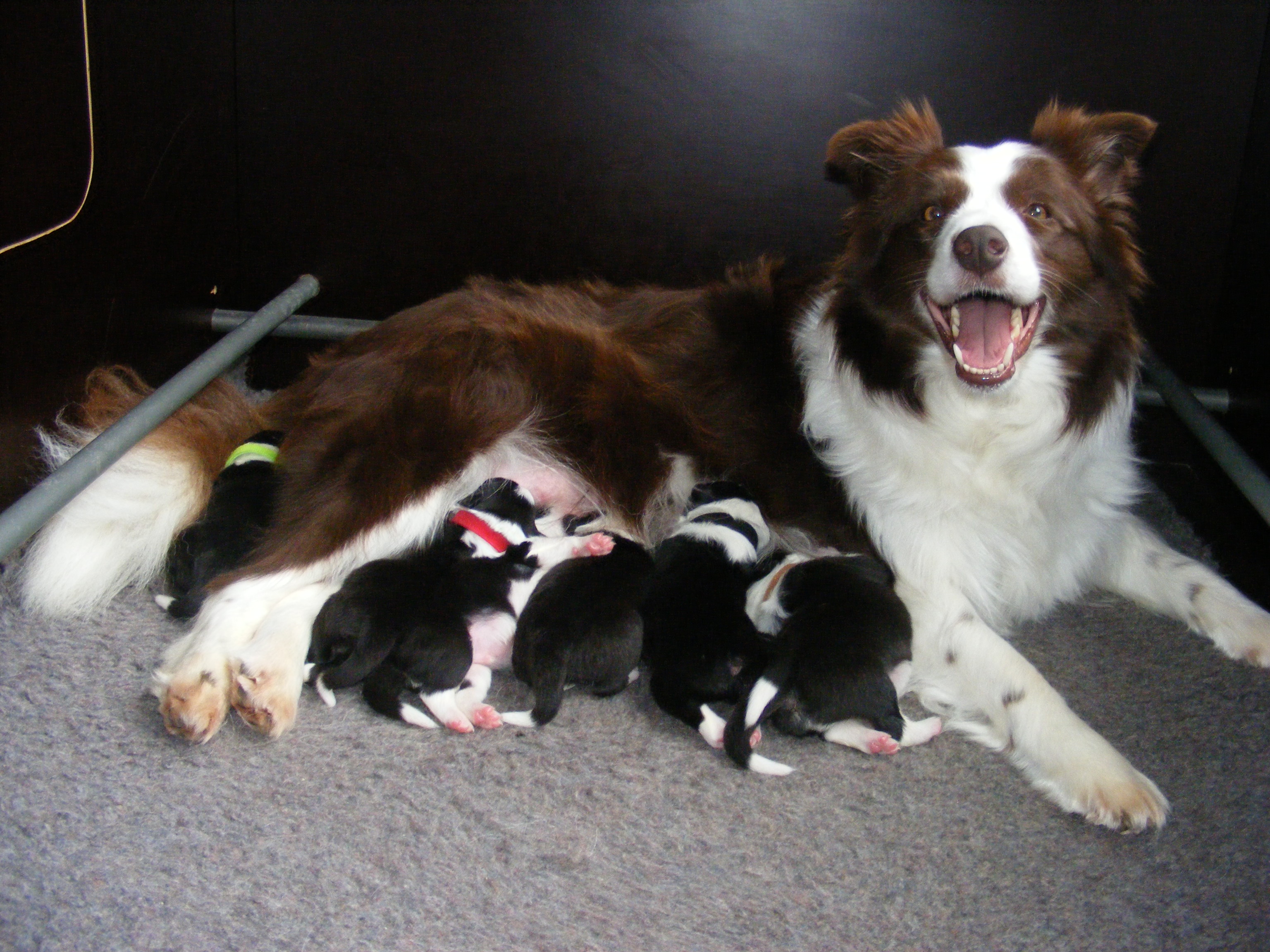 Missy, together with her pups