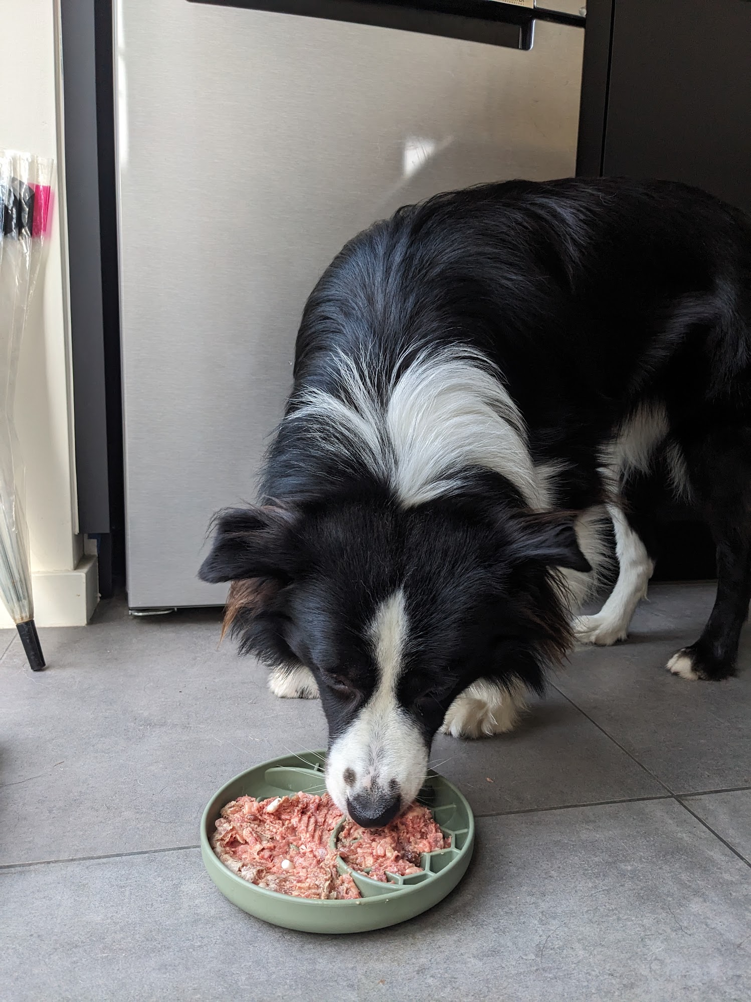 Border Collie aan het eten van zijn rauwe maaltijd