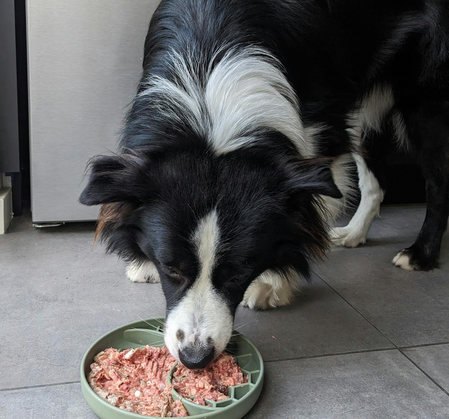 Border Collie aan het eten van zijn rauwe maaltijd