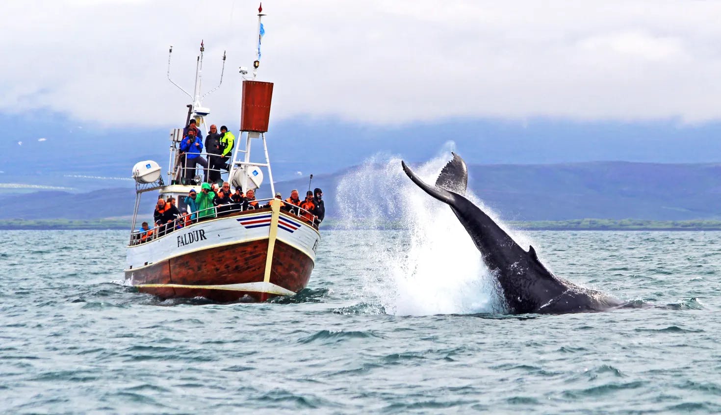 Whale watching. Credit: northiceland.is
