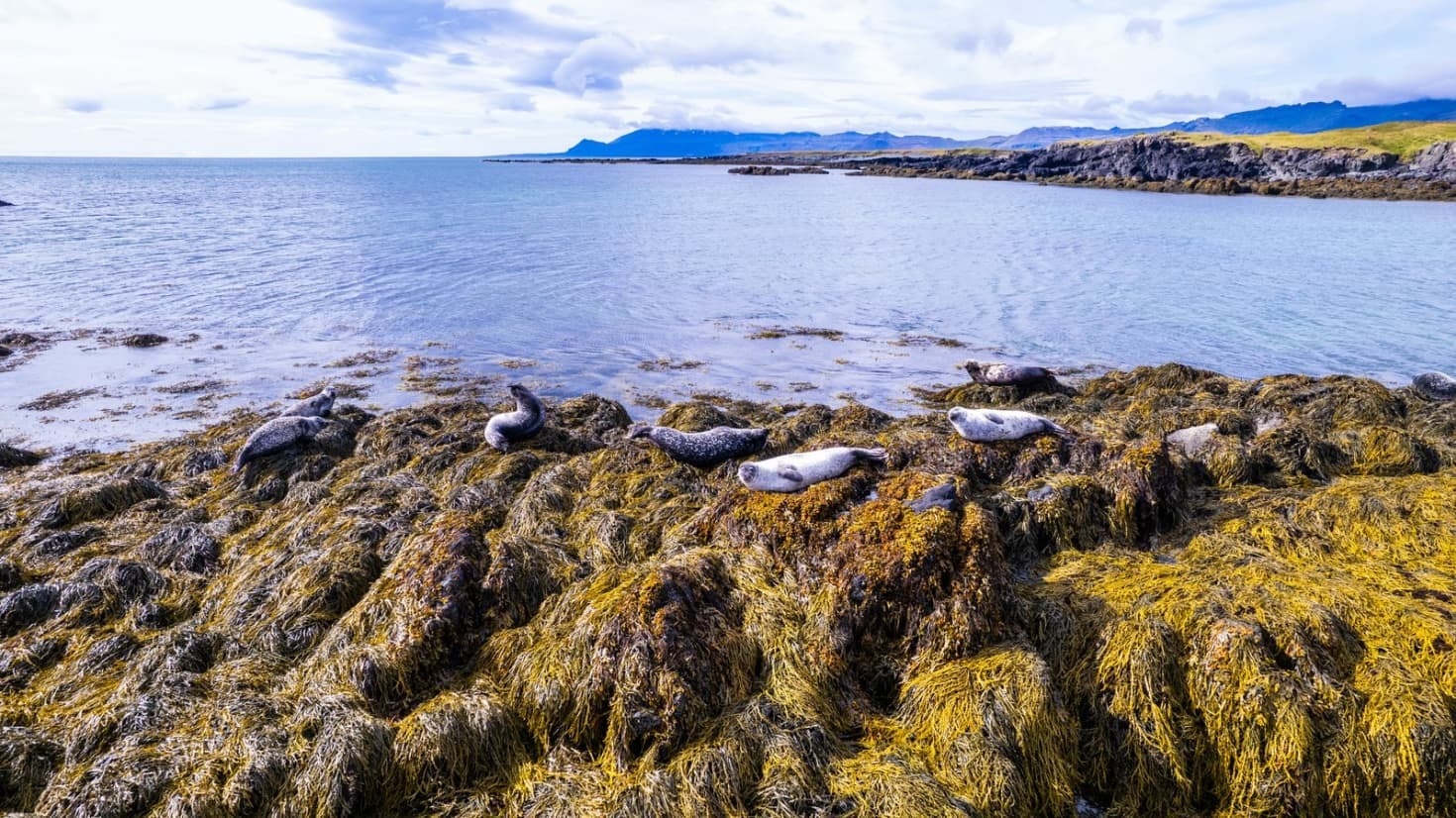 Ytri tunga and seals. Credit: Visit West