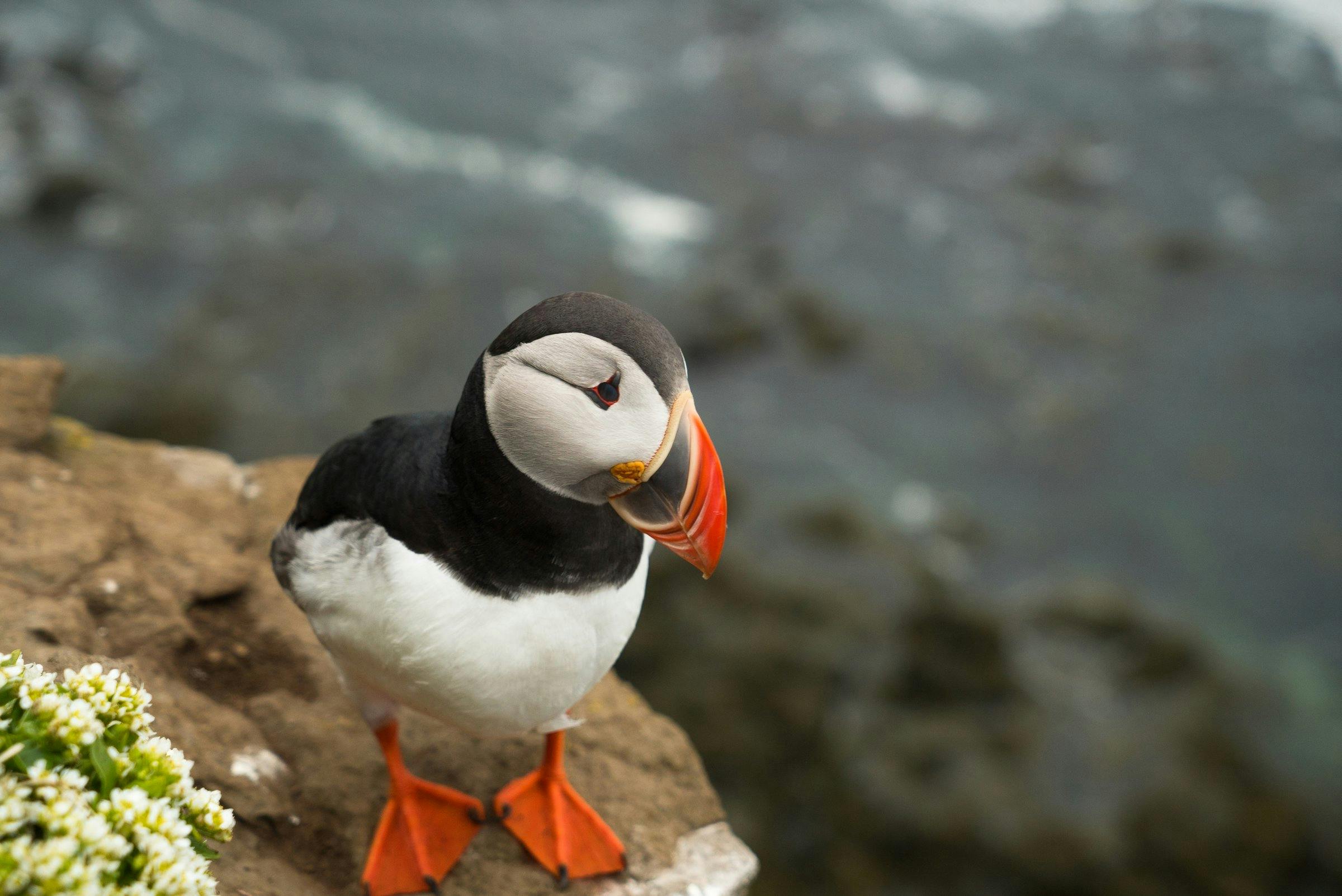 Puffin at Látrabjarg. Credit: Visit Westfjords