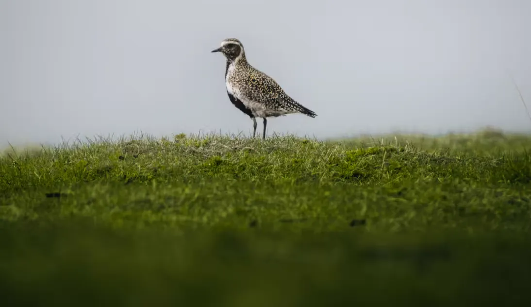 European golden plover near Bakkatjörn in Seltjarnarnes. Credit: Visit Reykjavík
