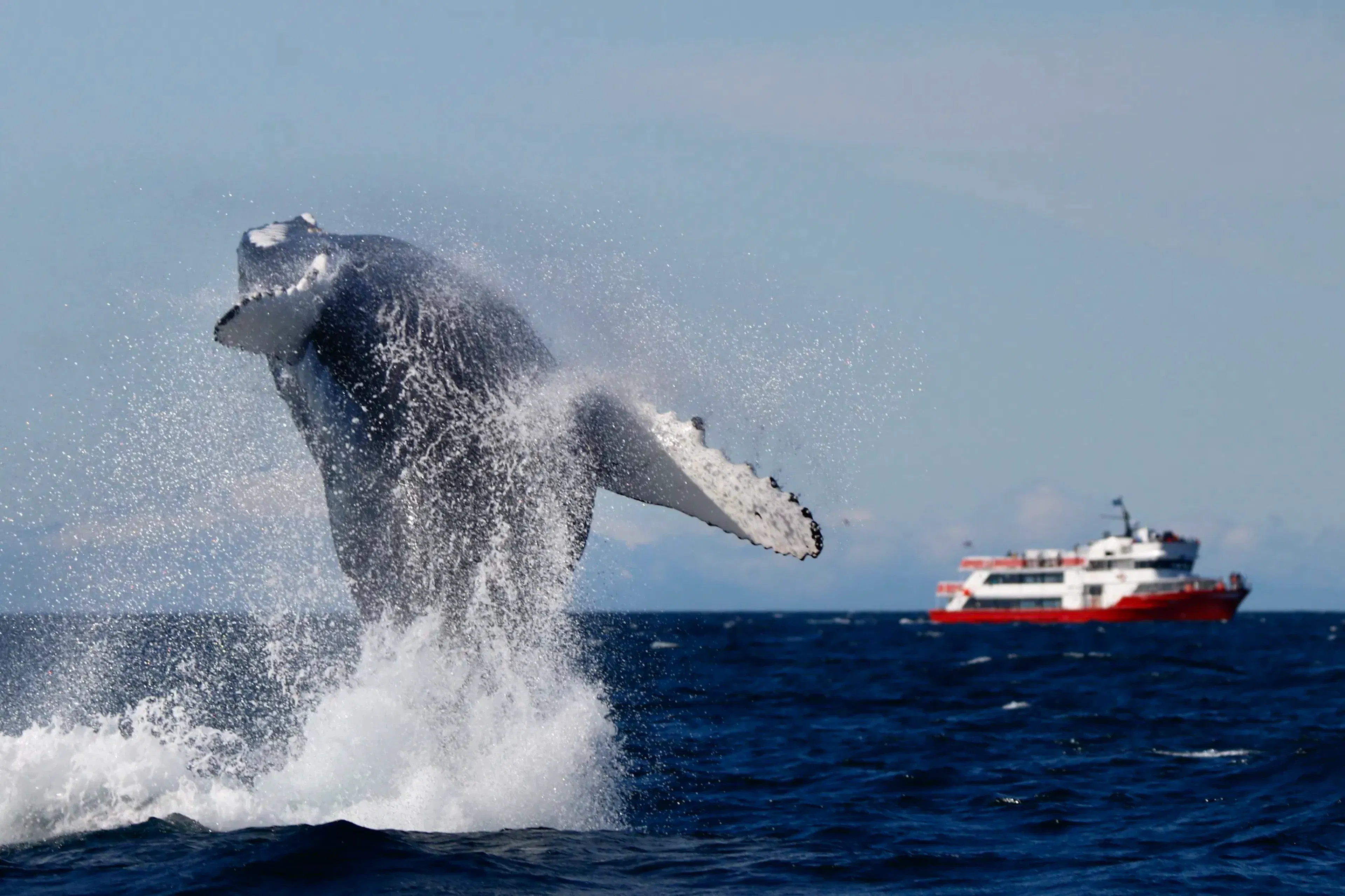 Whale watching with Elding in Faxaflói bay. Credit: Elding