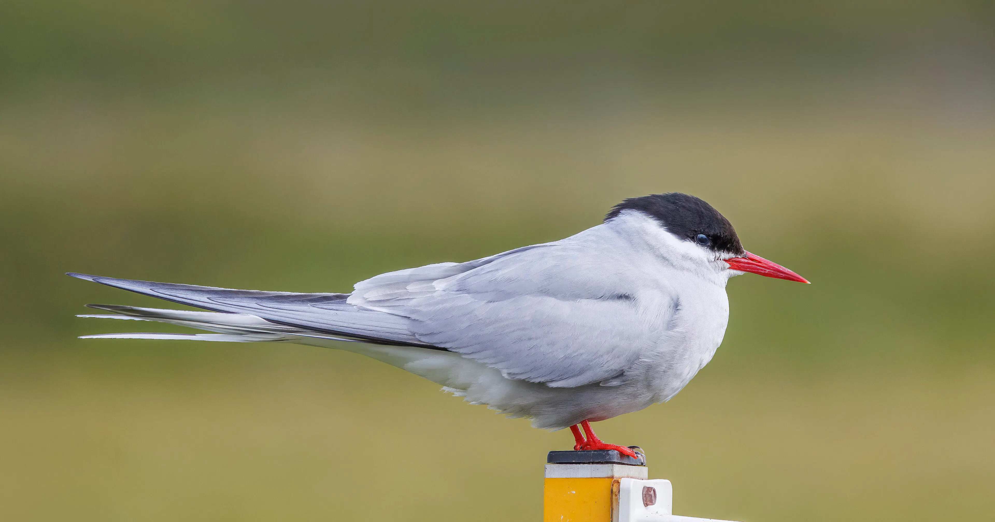 Arctic tern in Flatey in Breiðafjörður bay, which lies within the path of totality. Credit: Wikimedia Commons