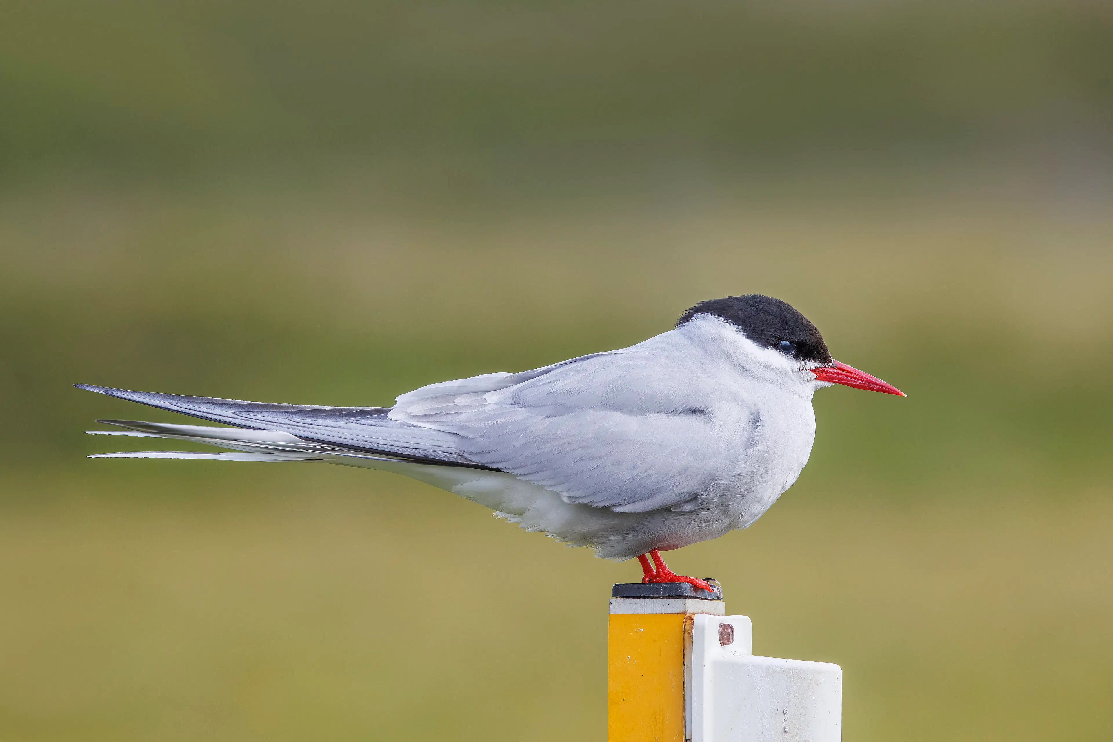 Arctic tern in Flatey in Breiðafjörður bay, which lies within the path of totality. Credit: Wikimedia Commons
