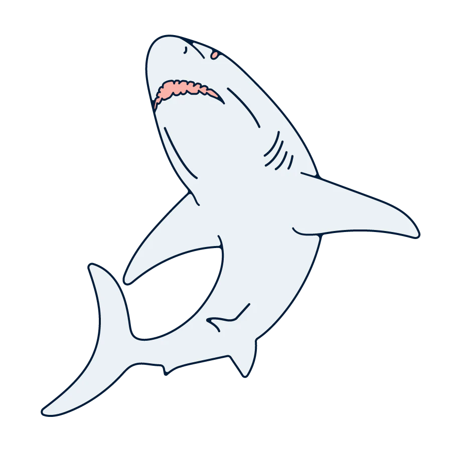 A shark swimming.