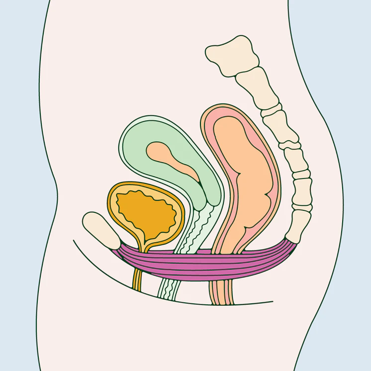Illustration of the female pelvic anatomy with the pelvic floor muscles highlighted