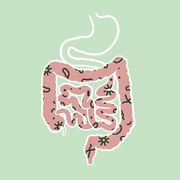 Can gut health affect vaginal infections like thrush and BV? The link between your bowels and vagina
