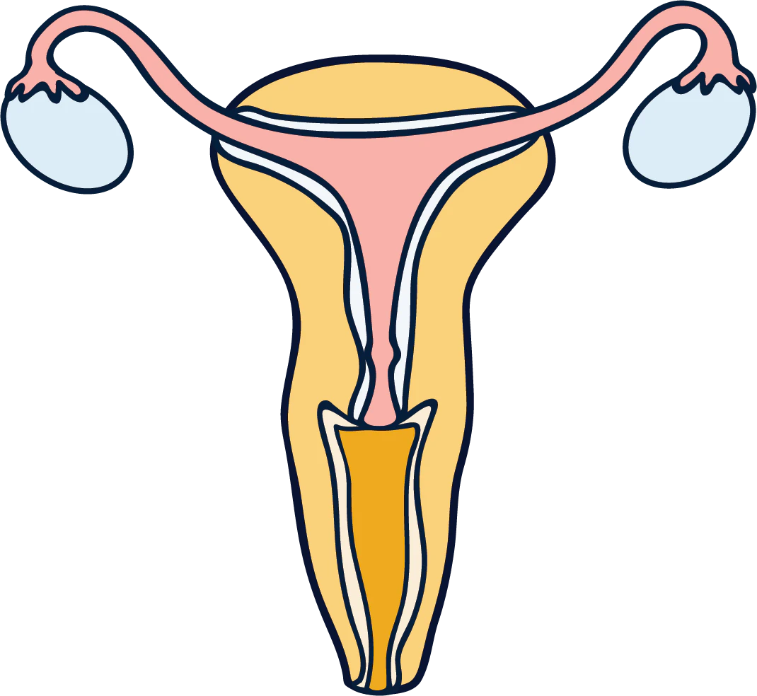 why do women have periods